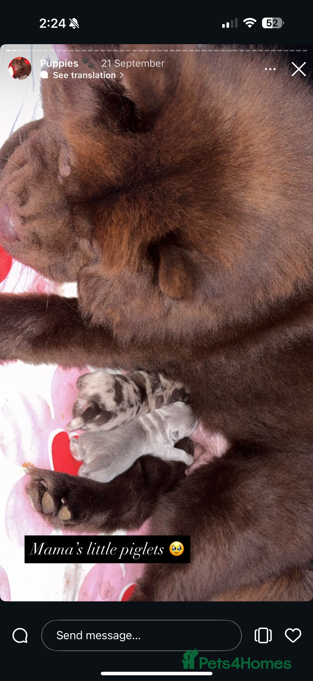 Chow Chow dogs for sale: 2 chow chow baby’s available  - Image 4