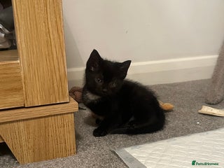 Mixed Breed cats 3 beautiful kittens - Advert 16