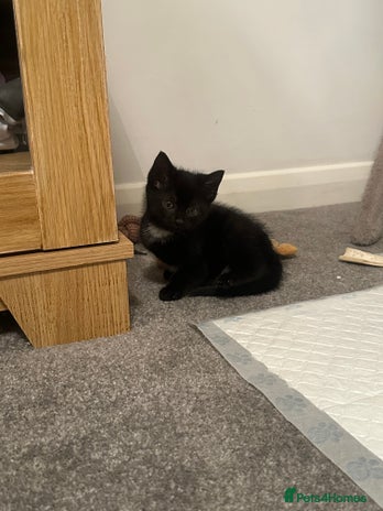 Mixed Breed cats 3 beautiful kittens - Advert 9