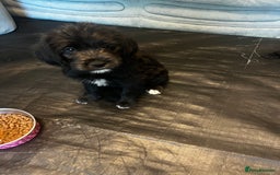 Mixed Breed dogs for sale:  🐾 Labradoodle x Entlebucher Sennenhund Puppies! - Image 11