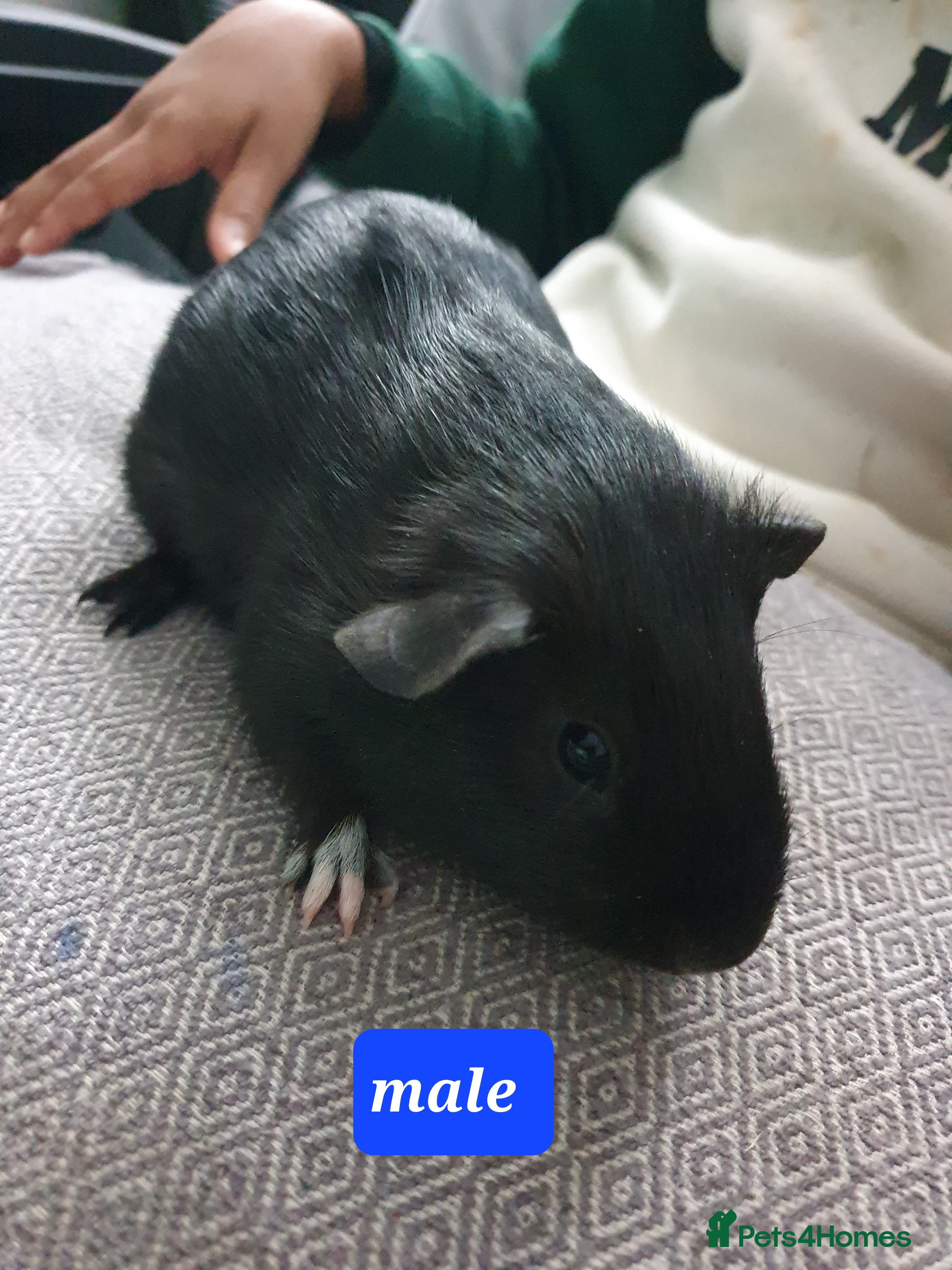 Guinea Pig rodents Guinea pigs - Advert 15