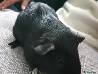 Guinea Pig rodents Guinea pigs - Advert 15