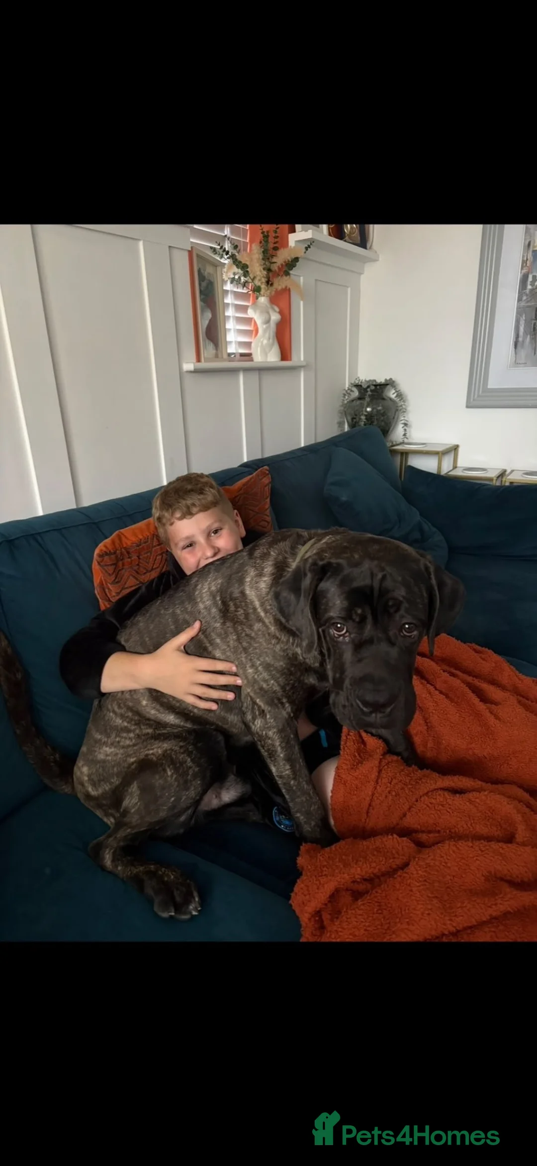 Cane Corso dogs for sale: Bruce in Leicester - Advert 5
