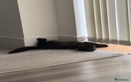 British Longhair cats for sale: Affectionate kitten for sale - Image 2