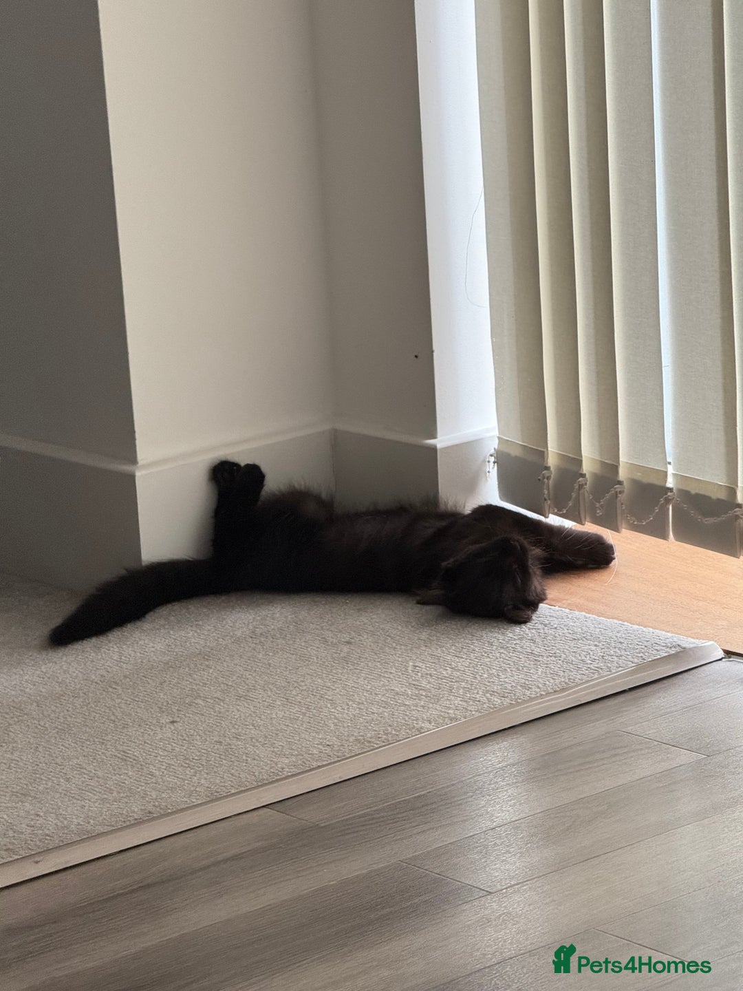 British Longhair cats for sale: Affectionate kitten for sale - Image 2