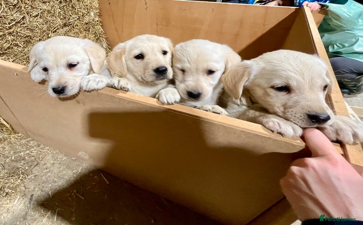 Labrador Retriever dogs - Advert 4