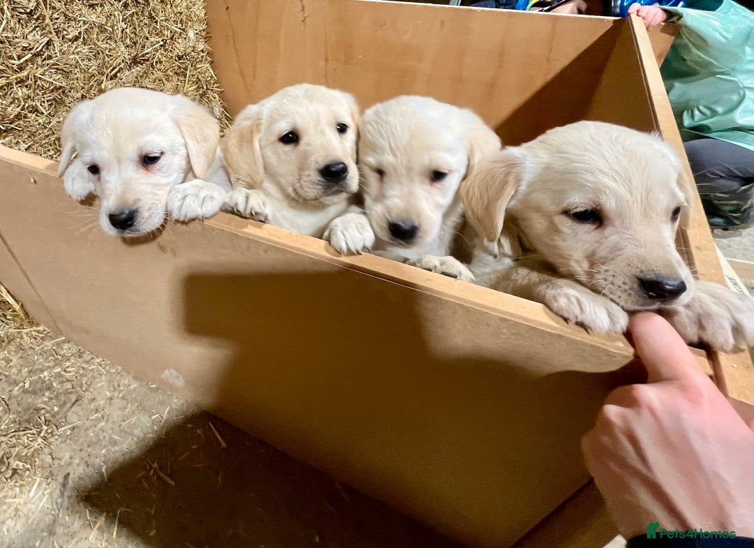 Labrador Retriever dogs for sale: Labrador Retriever Pups Ready for Forever Homes - Image 1