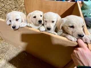 Labrador Retriever dogs - Advert 7