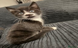 Mixed Breed cats for sale: 2 Very Cute kittens Ready to Leave NOW! - Image 3