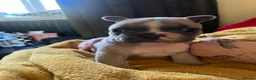 Mixed Breed dogs for sale: Adorable Frenchton Puppies! 🐾 in Daventry - Advert 3