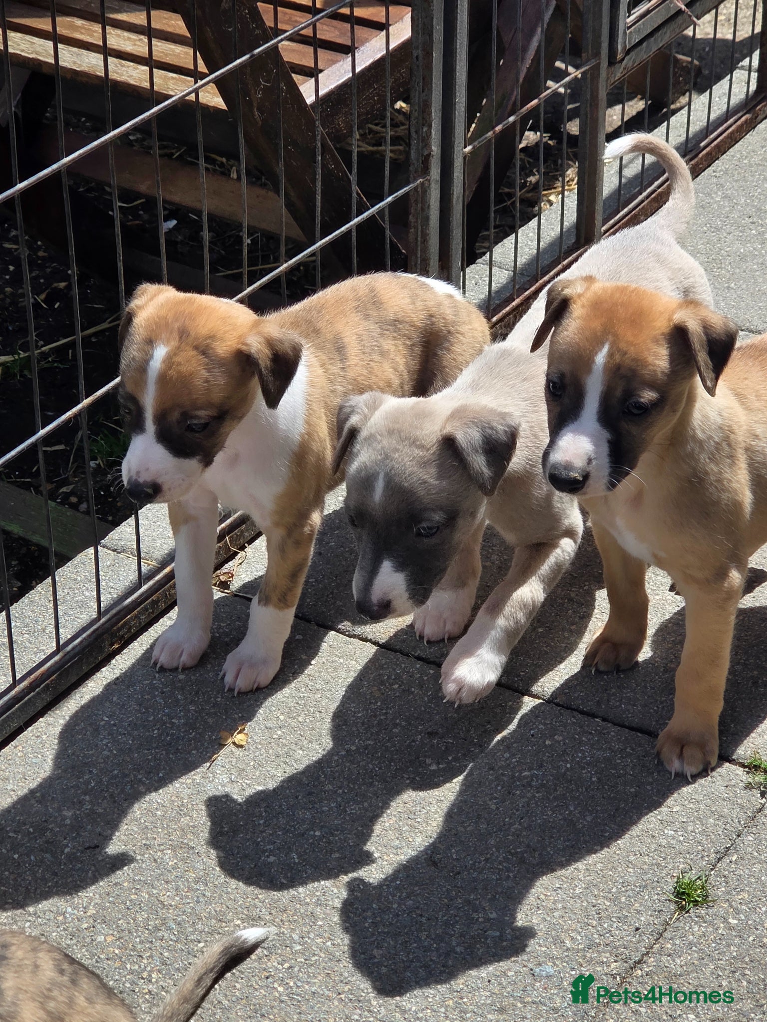 Whippet dogs Beautiful KC Registered Whippet Pups. - Advert 1
