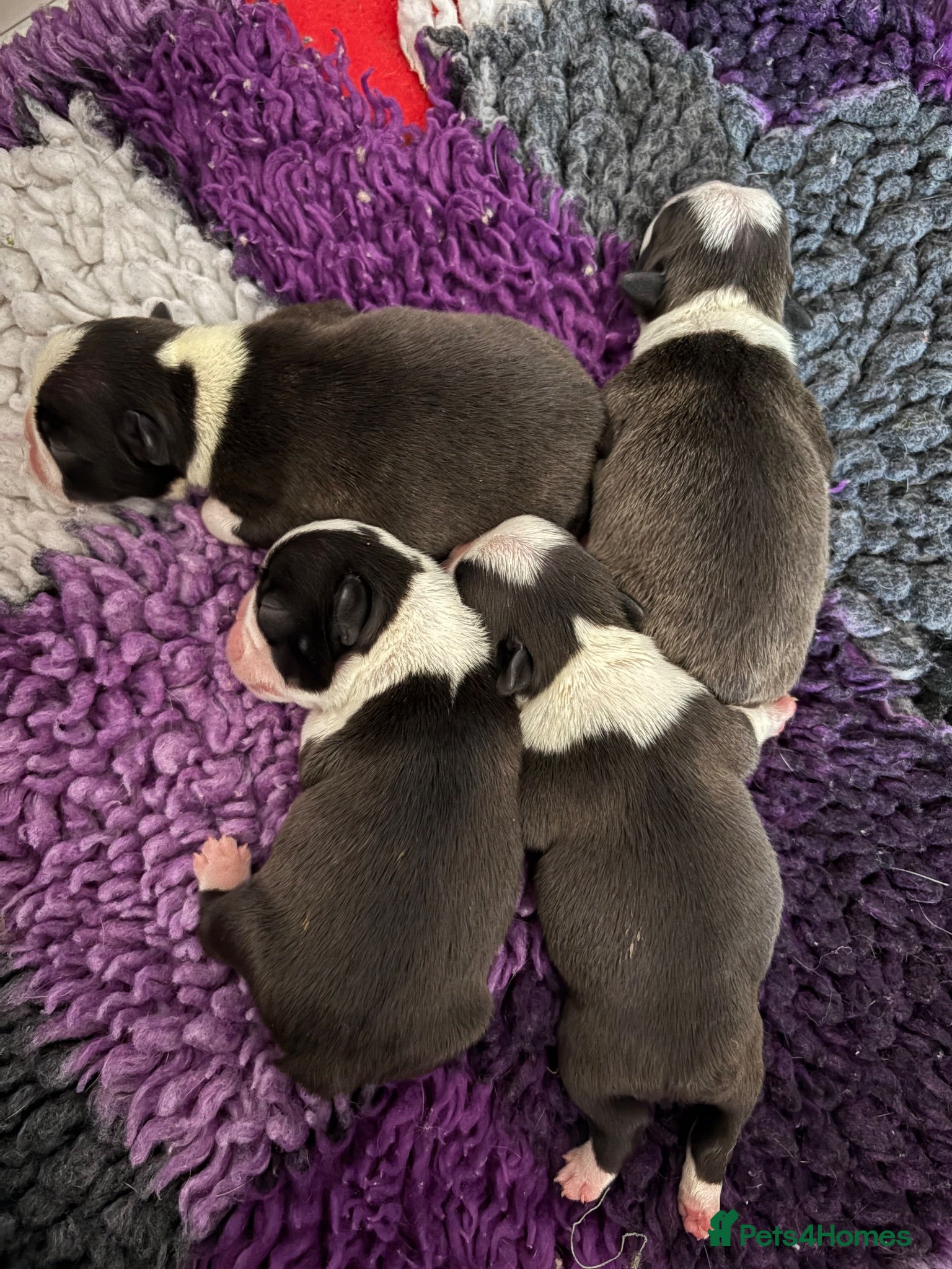 Boston Terrier dogs Kc reg Boston terriers  - Advert 1