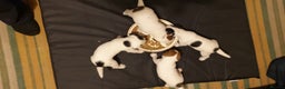 Parson Russell dogs for sale: Litter Of KC Reg.Parson Terrier Pups.  - Advert 5