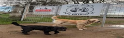 Golden Retriever dogs for stud: STUD AVAILABLE - BRUCIE  in High Wycombe - Advert 10