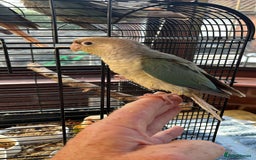 Conures birds for sale: Hand Tame Greencheek Conures - Image 6