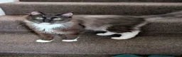 Ragdoll cats for sale: Gorgeous Tuxedo Smoke Ragdoll Cross Boy - Advert 6