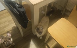 Ragdoll cats for sale: Beautiful ragdoll cat looking for forever home  - Image 5