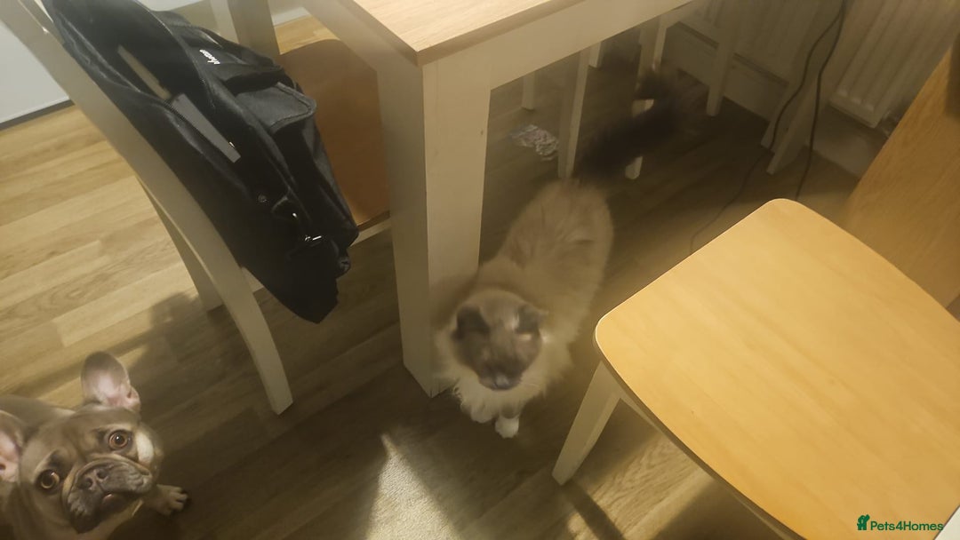 Ragdoll cats for sale: Beautiful ragdoll cat looking for forever home  - Image 5