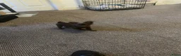 Chihuahua dogs for sale: chihuahua - Advert 17