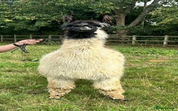 Llama livestock for sale: Long-Haired Argentinian Llama, Female - Image 3
