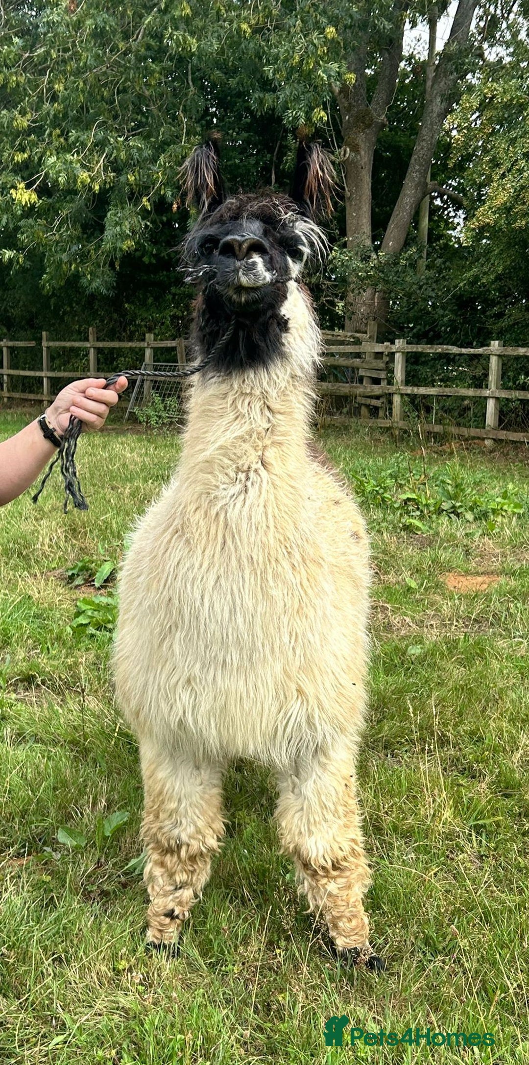Llama livestock for sale: Long-Haired Argentinian Llama, Female - Image 3