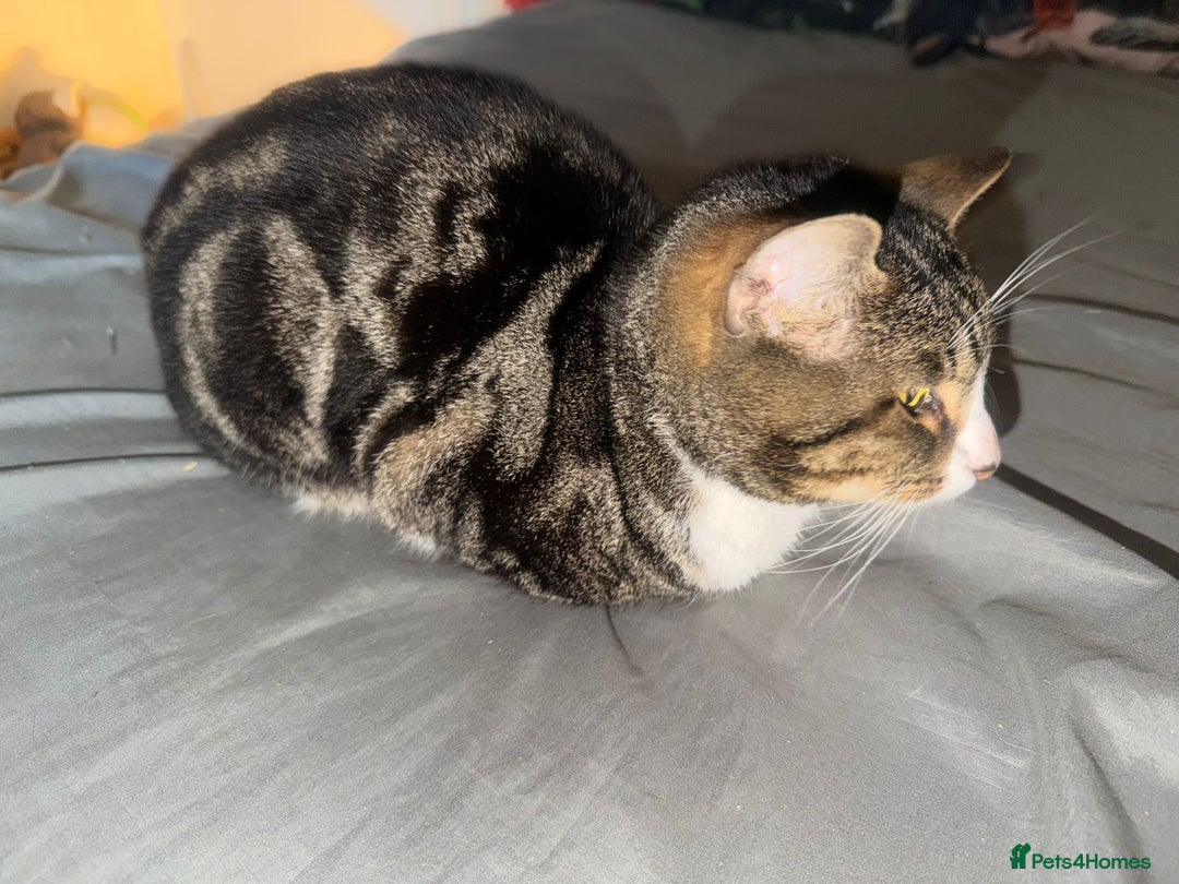 British Shorthair cats for sale: Free Lovely male British shorthair Free - Advert 2