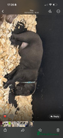 Labrador Retriever dogs - Advert 16