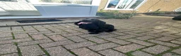 Cocker Spaniel dogs for sale: Outstanding working cocker spaniel pups FTCH lines in Colchester - Advert 9