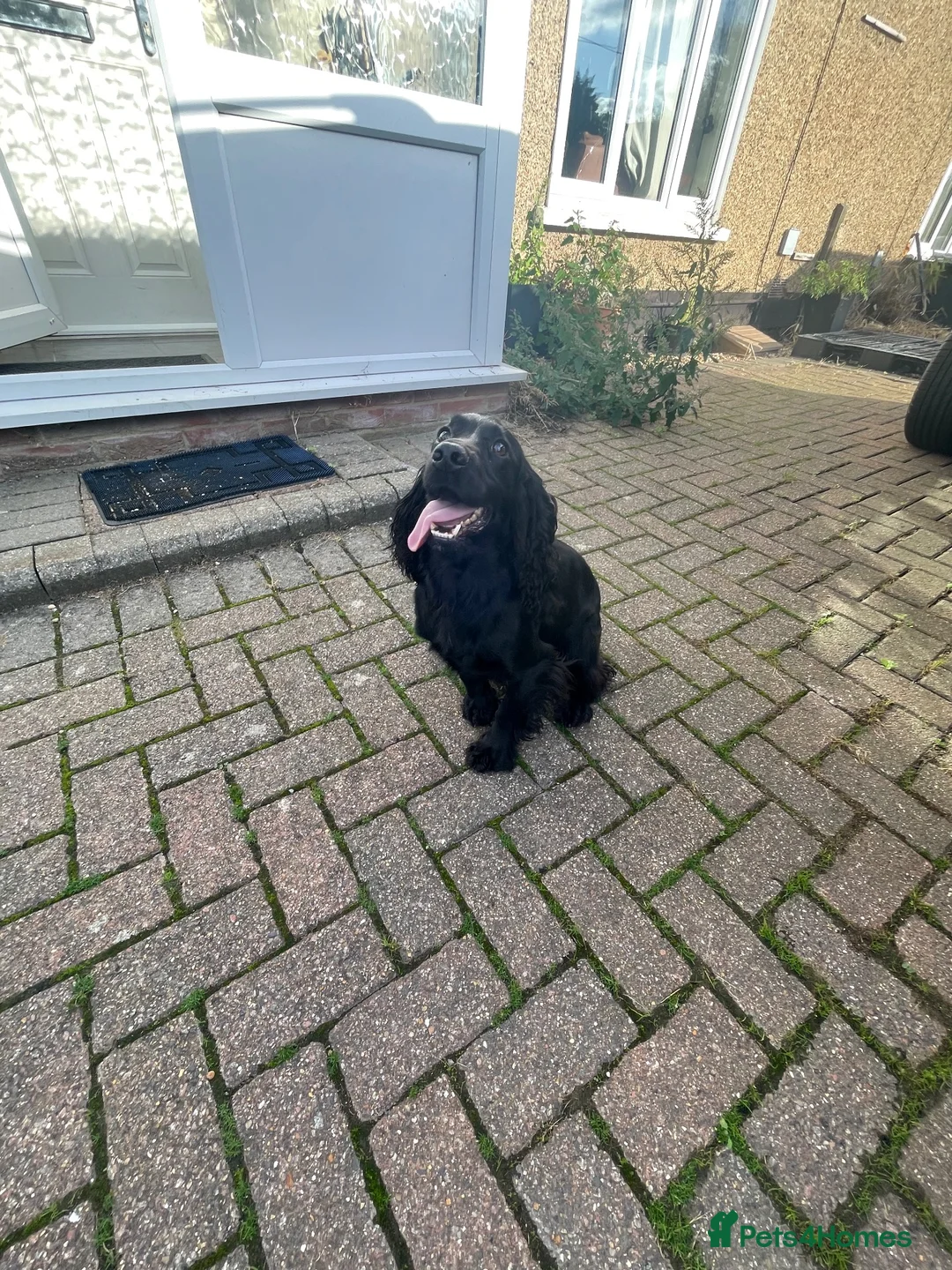 Cocker Spaniel dogs for sale: Outstanding working cocker spaniel pups FTCH lines in Colchester - Advert 9