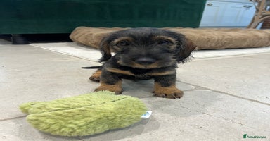 Dachshund dogs - Advert 3