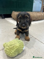 Dachshund dogs - Advert 3