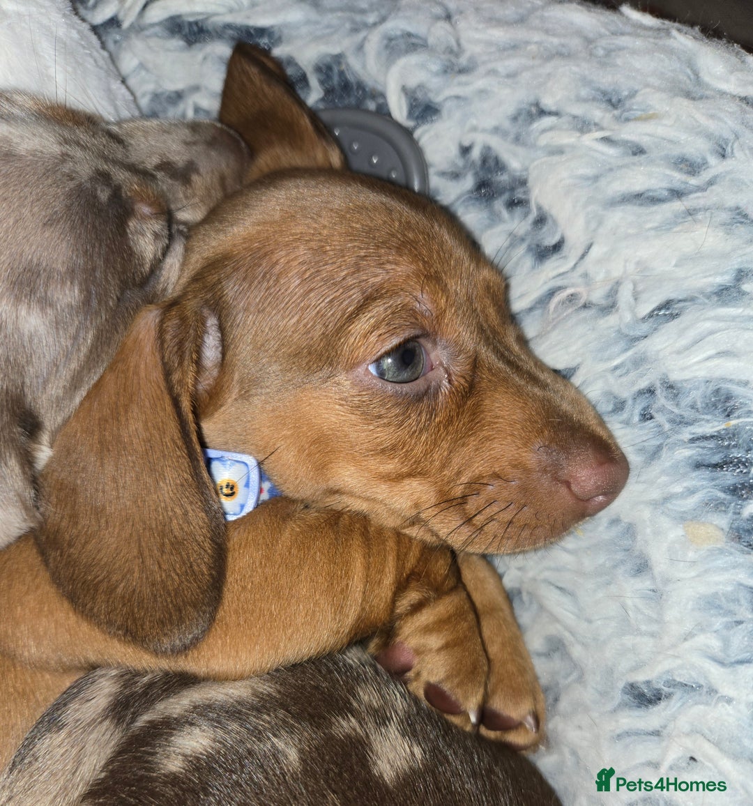 Dachshund dogs for sale: Beautiful KC REG dachshund pups - Advert 15