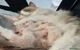 Ragdoll cats for sale: 🐾🩷*TICA REG* LYNX TABBY EU RAGDOLL KITTENS🩵🐾 - Image 31