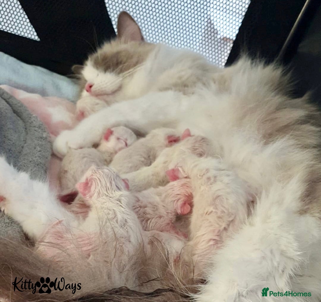Ragdoll cats for sale: 🐾🩷*TICA REG* LYNX TABBY EU RAGDOLL KITTENS🩵🐾 - Image 31