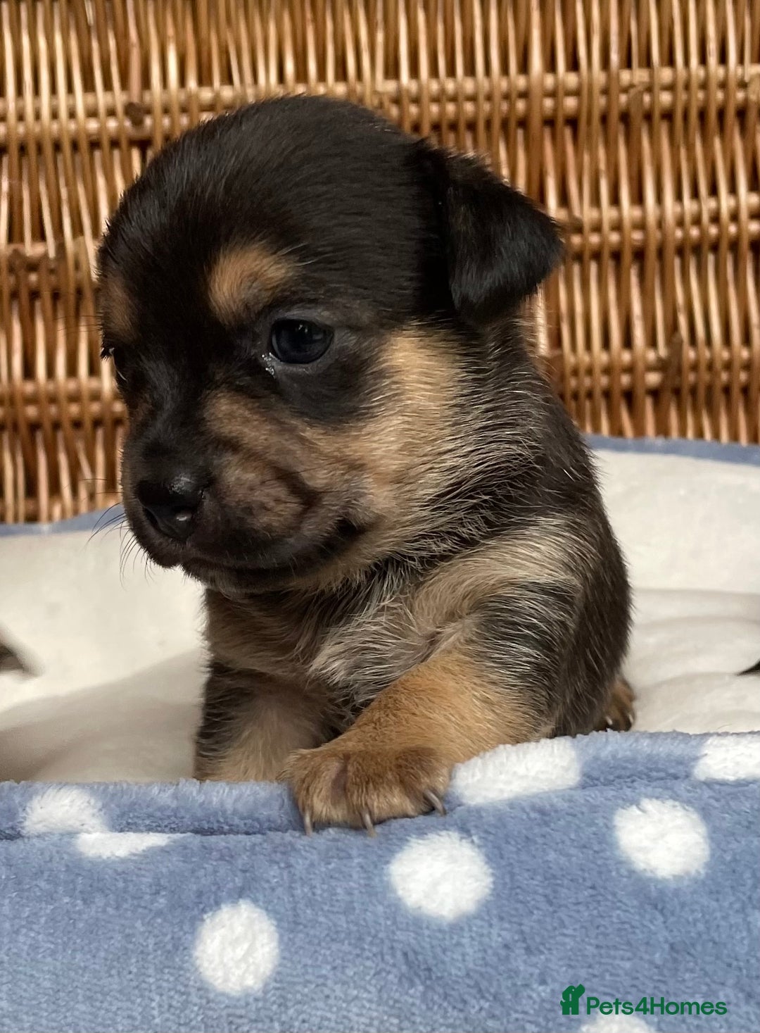 Jack Russell dogs for sale: Rare coloured mini Jack Russells - Image 13