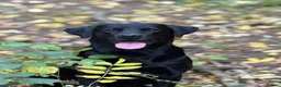 Labrador Retriever dogs for sale: KC Black Labrador puppy's  - Advert 16
