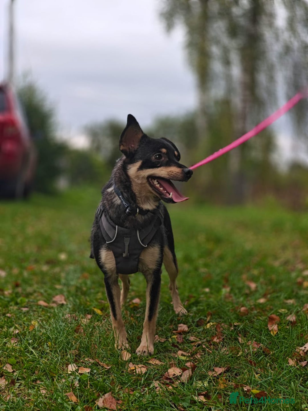 Mixed Breed dogs for adoption: 💖🐶 BUKA 🐶💖 - Image 19
