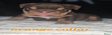Orange collar 