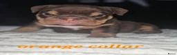 English Bulldog dogs for sale: KC ENGLISH BULLDOG PUPS  - Advert 3