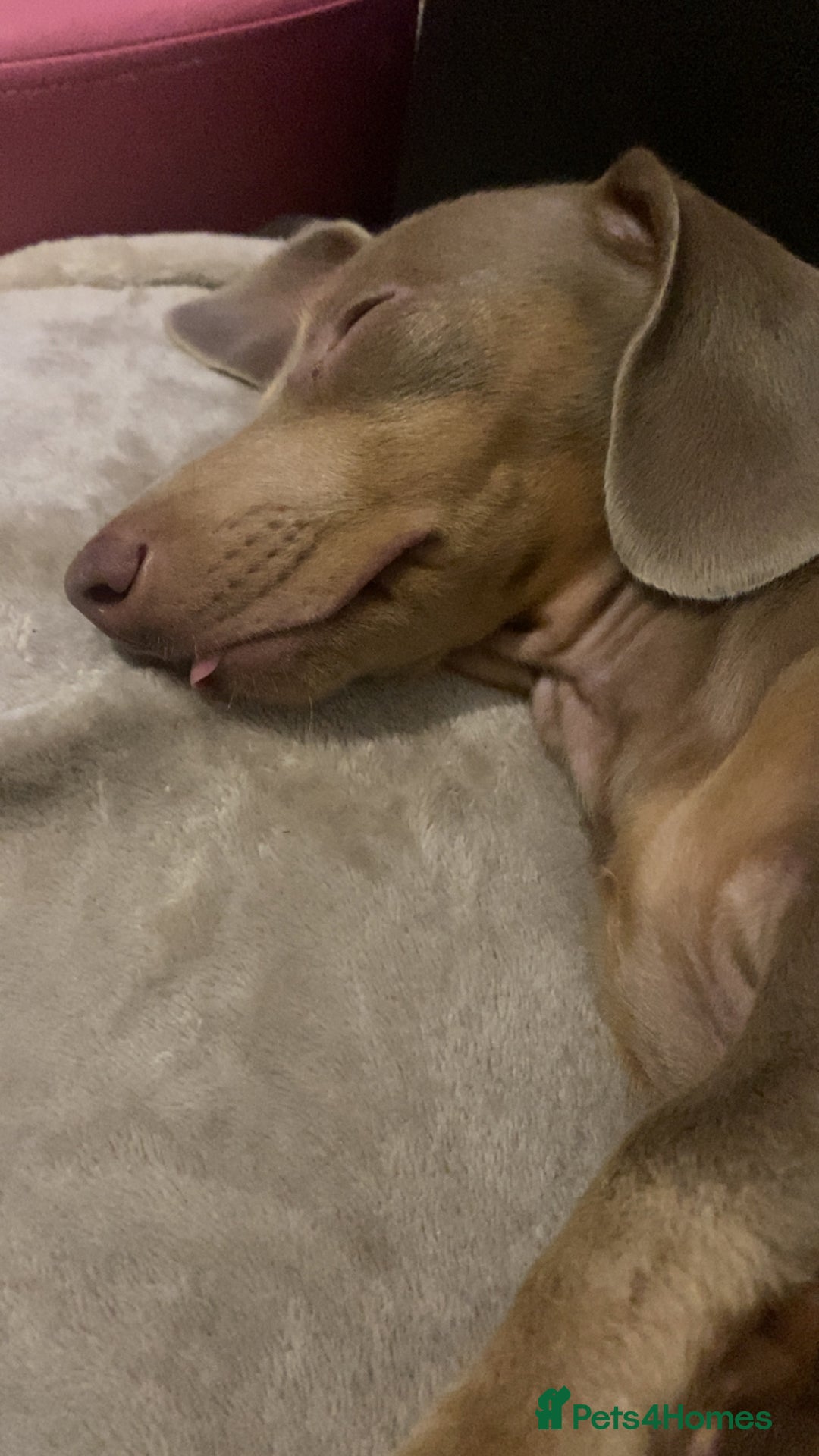 Dachshund dogs for sale: Female miniature dachshund  - Advert 3