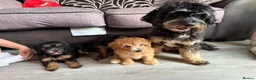 Maltipoo dogs for sale: Maltipoo puppies - Advert 3