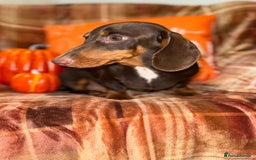 Miniature Dachshund dogs for sale: ⭐️Three stunning KC Mini Dachshunds⭐️  - Image 5