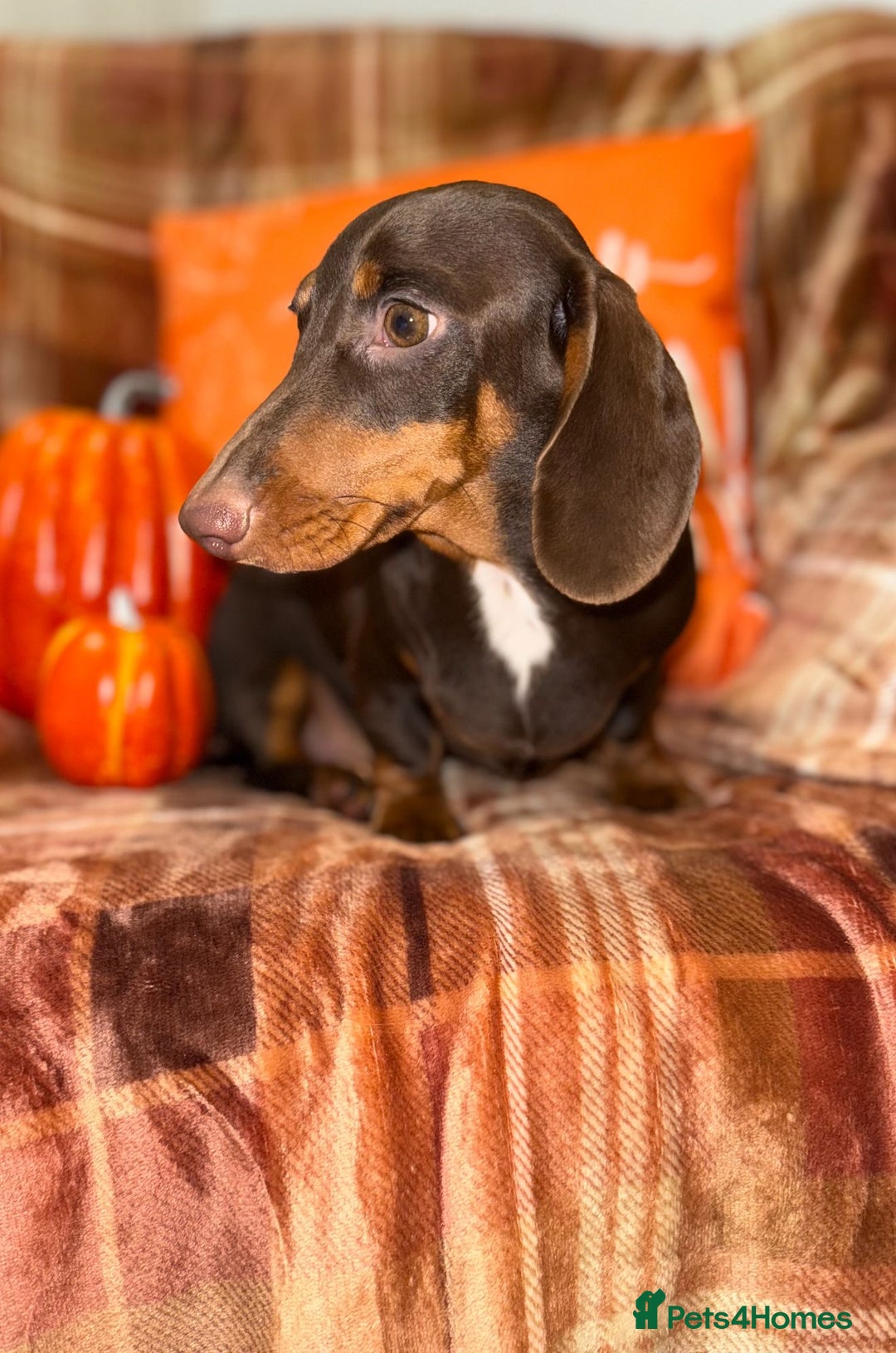 Miniature Dachshund dogs for sale: ⭐️Three stunning KC Mini Dachshunds⭐️  - Image 5
