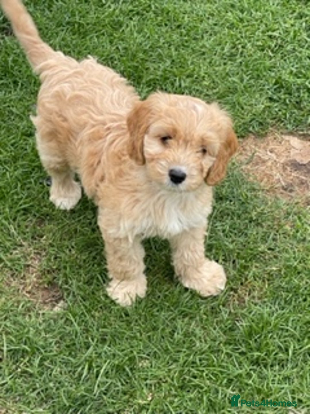 Miniature Poodle dogs for stud: HEALTH TESTED Kc Registered Miniature Poodle STUD in Doncaster - Image 26
