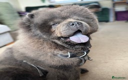 Chow Chow dogs for sale: Chow chow  - Image 7