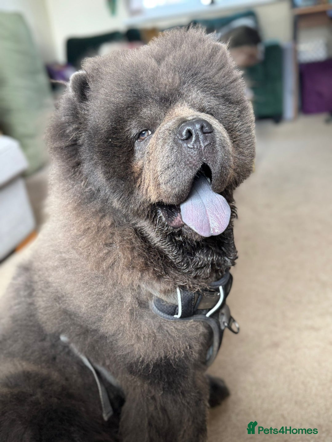 Chow Chow dogs for sale: Chow chow  - Image 7