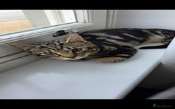 American Shorthair cats for sale: Ziggy and waffle - Image 3