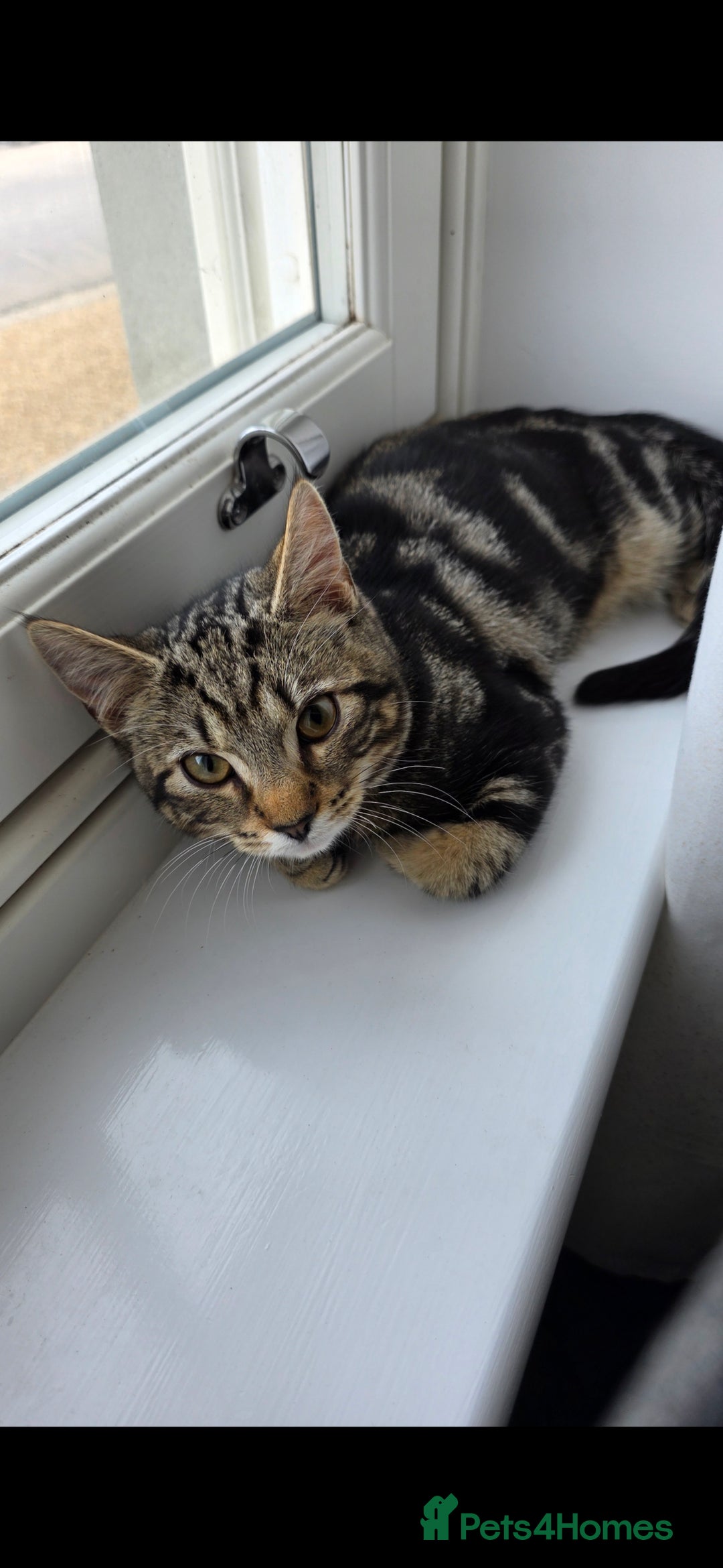 American Shorthair cats for sale: Ziggy and waffle - Image 3