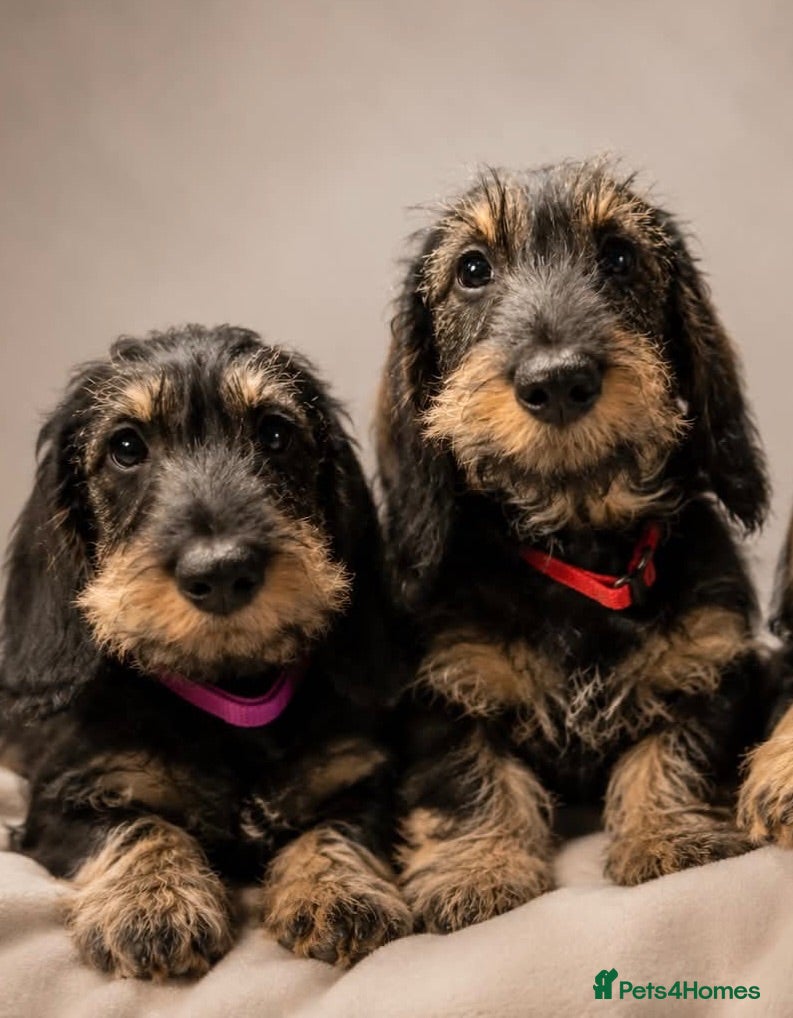 Dachshund dogs KC registered Standard wirehaired dachshund  - Advert 1