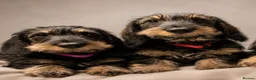 Dachshund dogs for sale: KC registered Standard wirehaired dachshund  - Advert 1